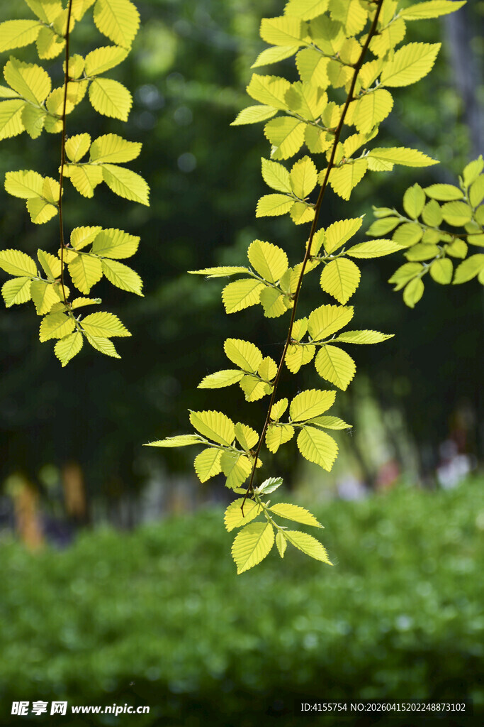 金黄树叶点缀绿意