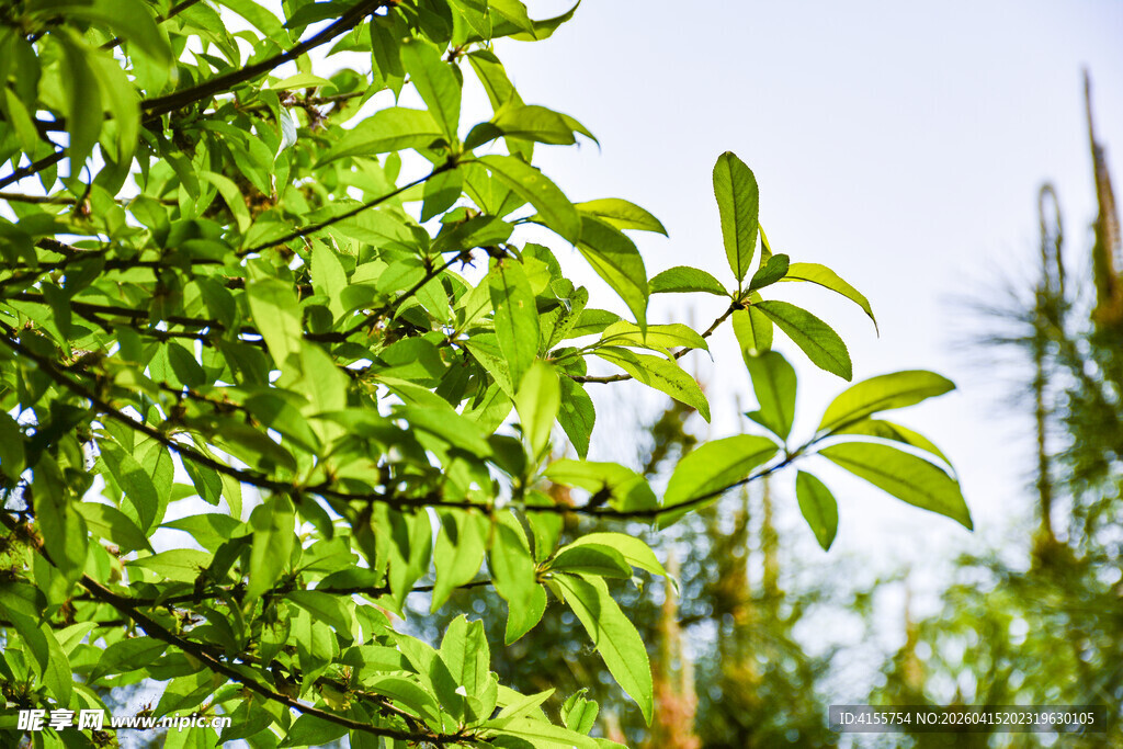 翠绿枝叶展现盎然生机