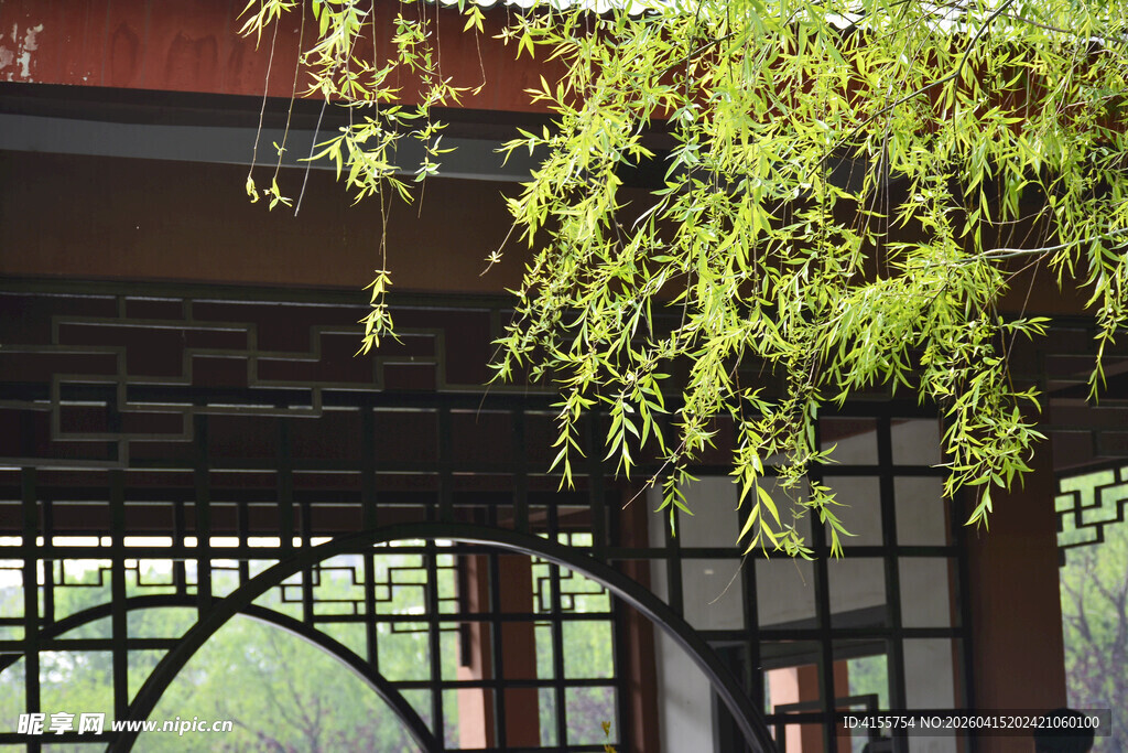 中式亭阁旁的翠绿藤蔓