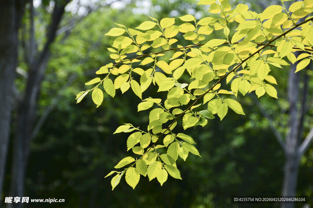 嫩绿树叶在林间舒展