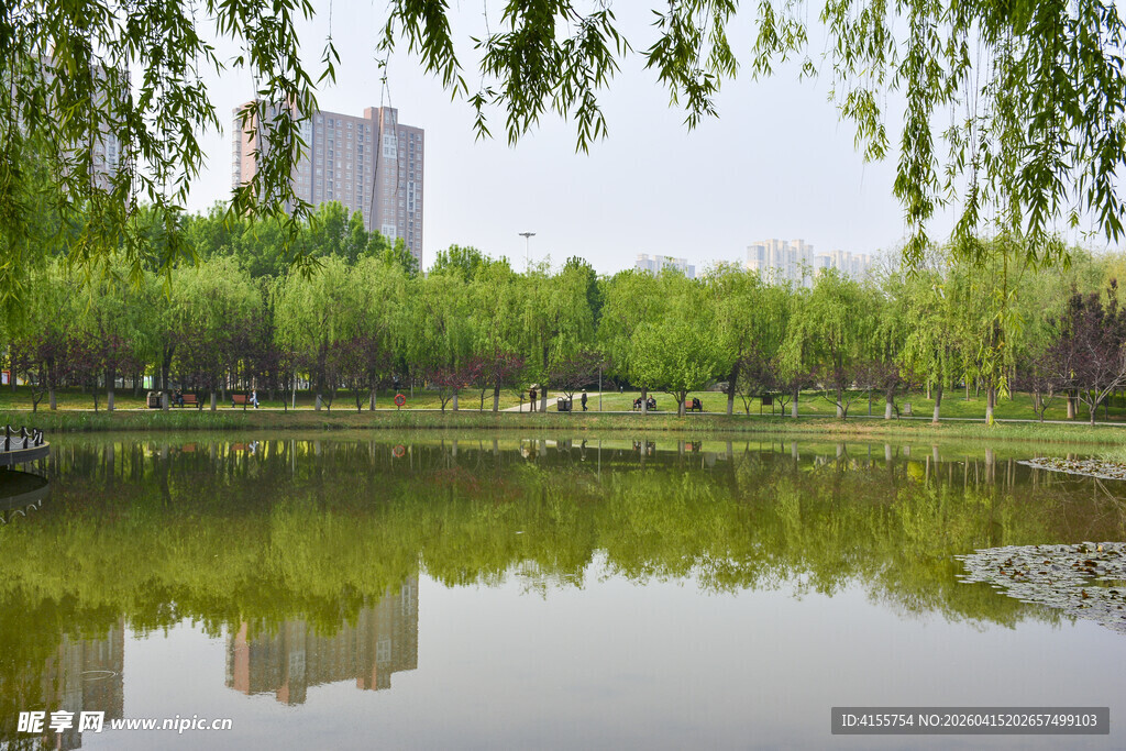 湖畔垂柳映景城市风光