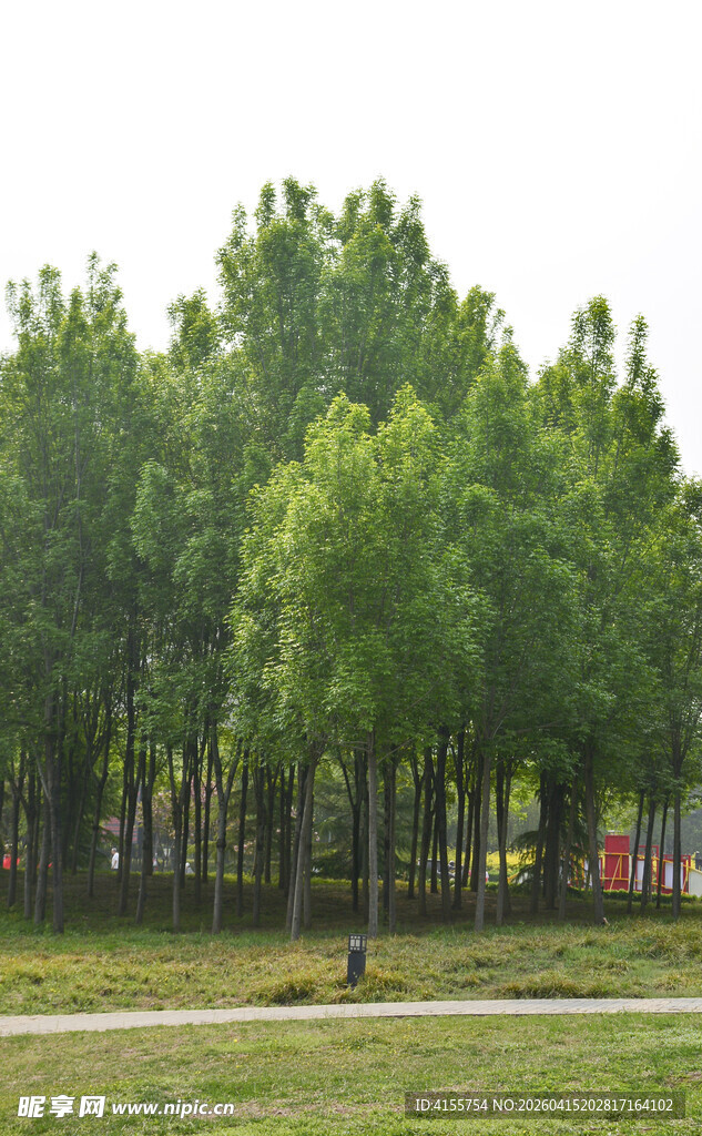 夏日葱郁树林风景
