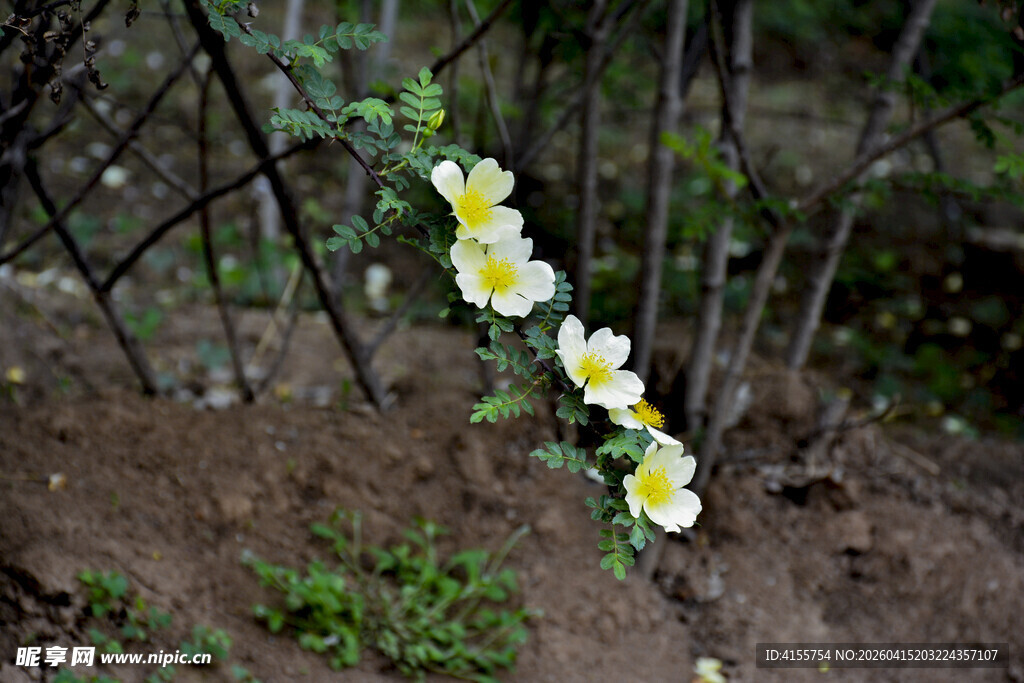 墙边绽放的黄白小花