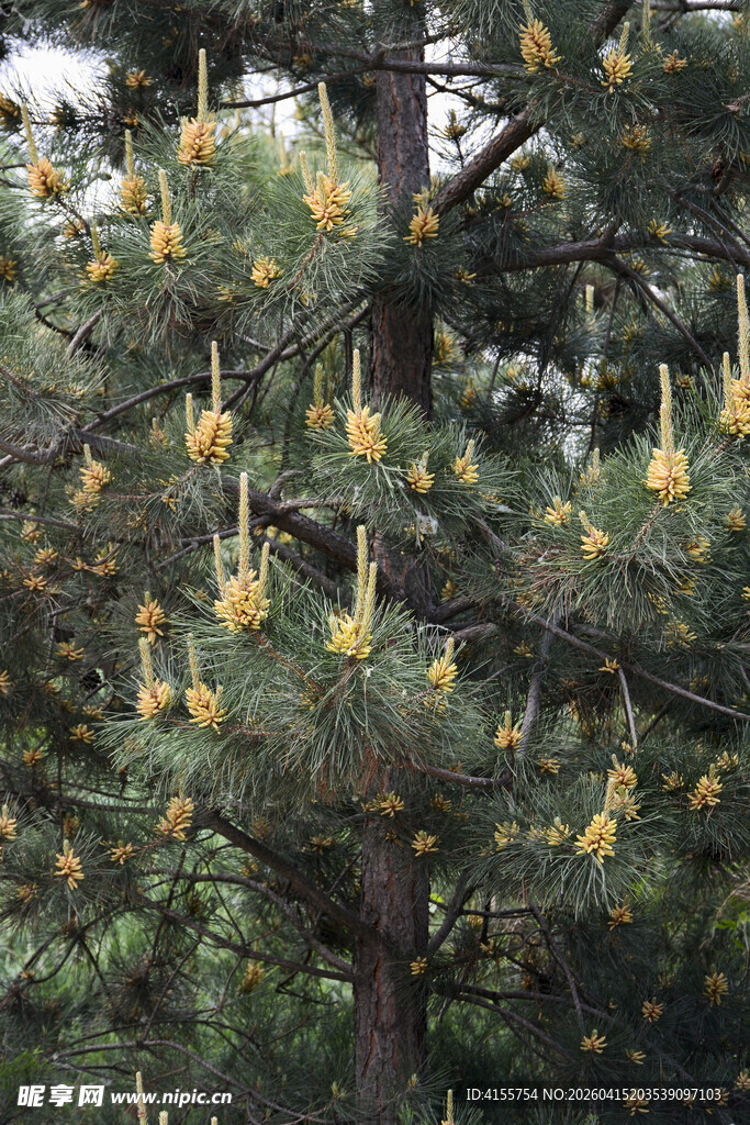 松树的黄色花苞