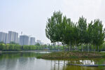 湖畔绿树与远处城市风光