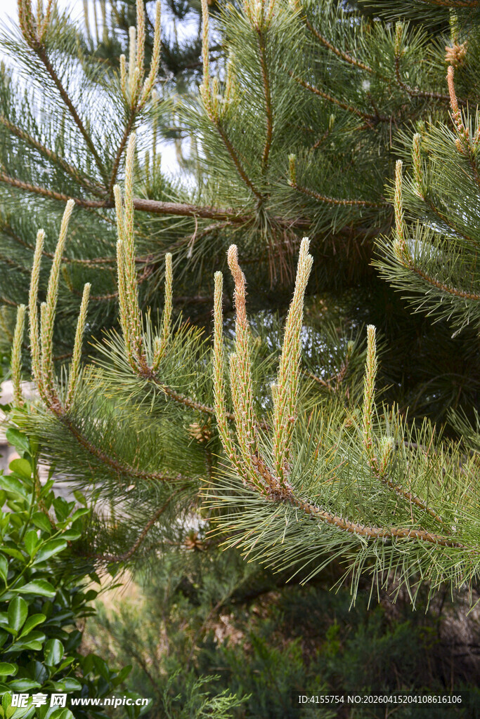 松树枝头的嫩穗