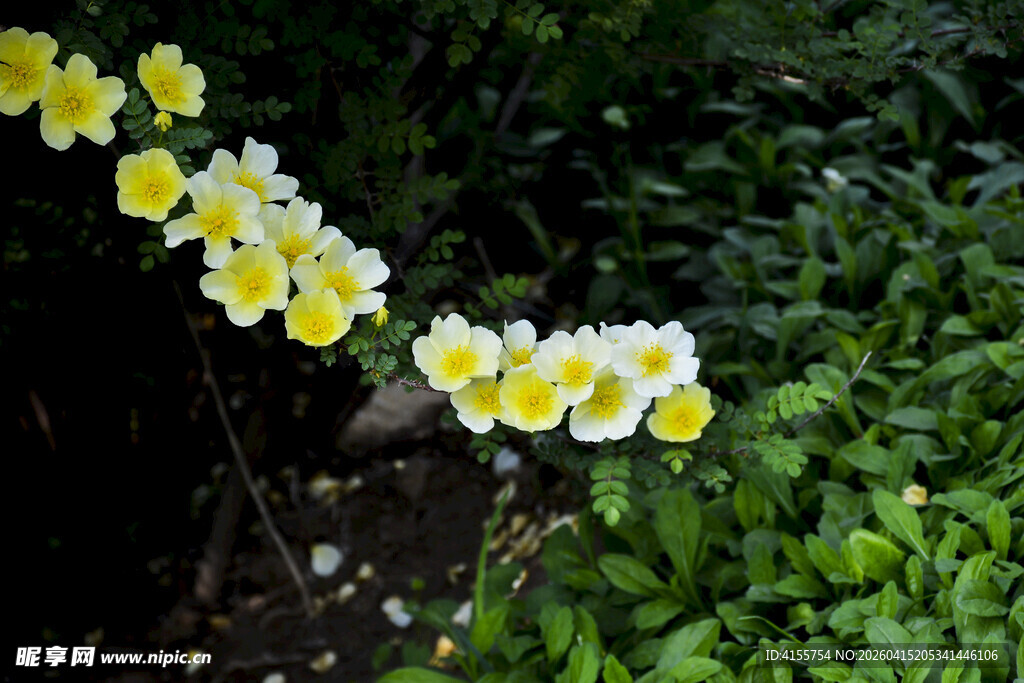黄白花朵绽放于绿植间