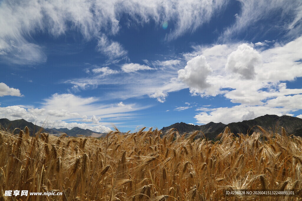 金黄麦田与蓝天白云美景