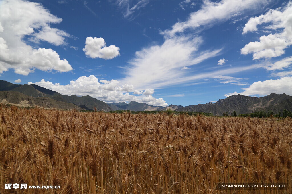金黄麦田与蓝天白云美景