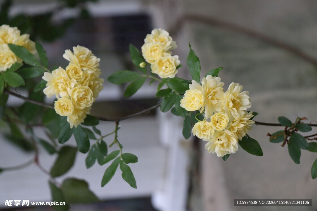 黄木香花枝绽放