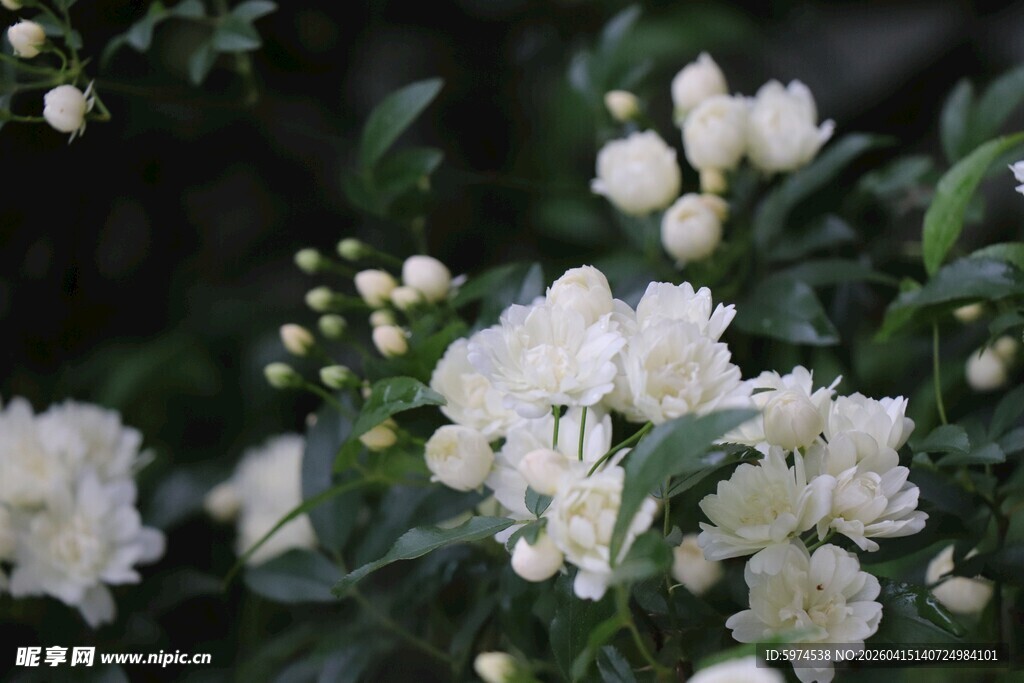 木香花绽放