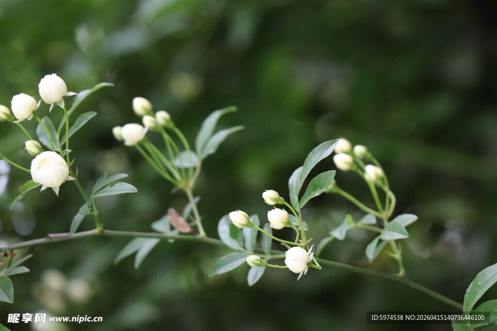 白木兰 枝头白花绽