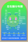 大脑左右脑分布图详解