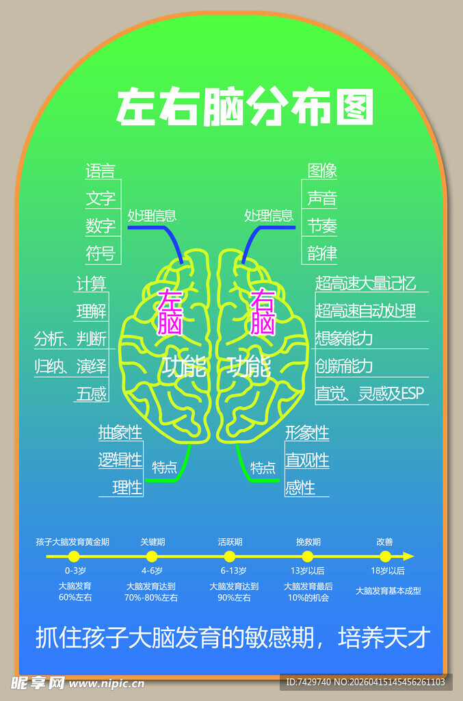 大脑左右脑分布图详解