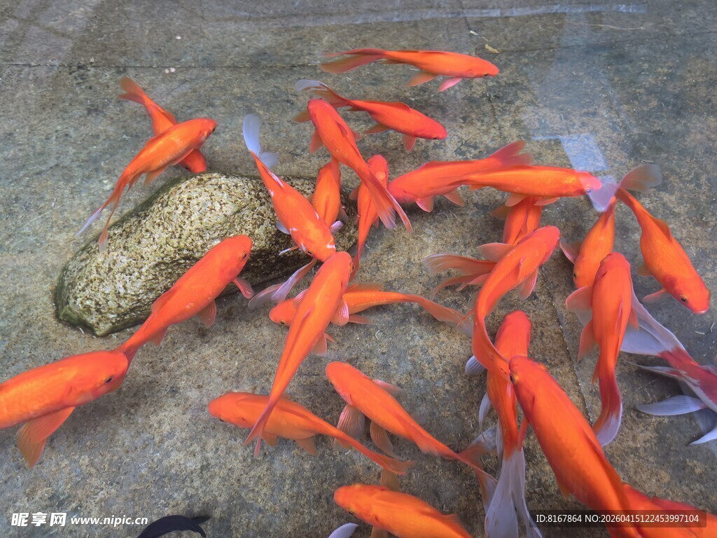 群游的鲜艳红色小金鱼