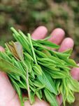 手捧鲜嫩茶叶