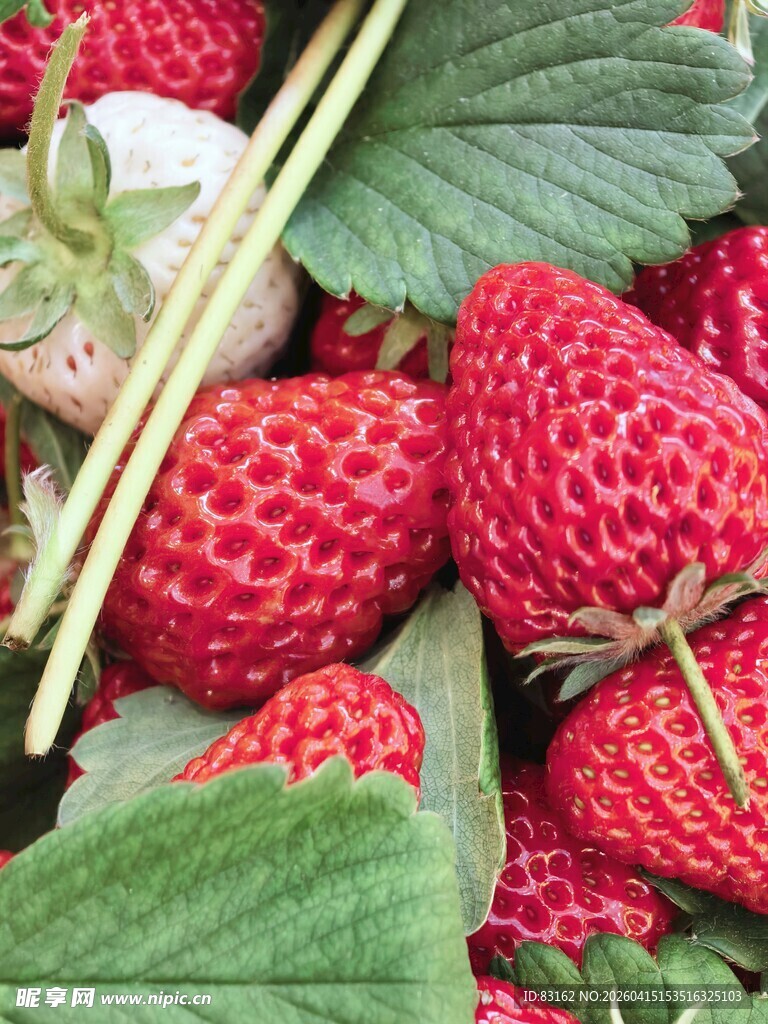 新鲜饱满的成熟草莓