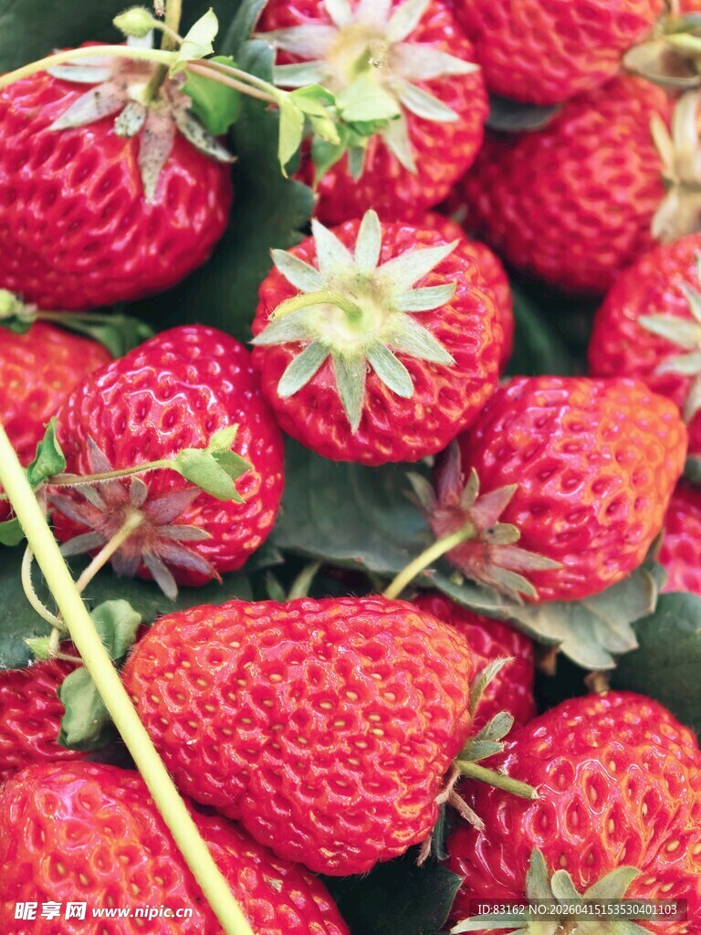 新鲜饱满的诱人红草莓