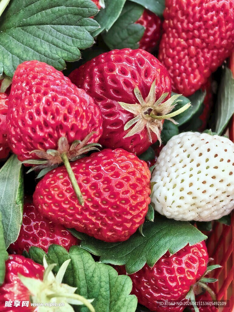 野草莓果实与绿叶特写