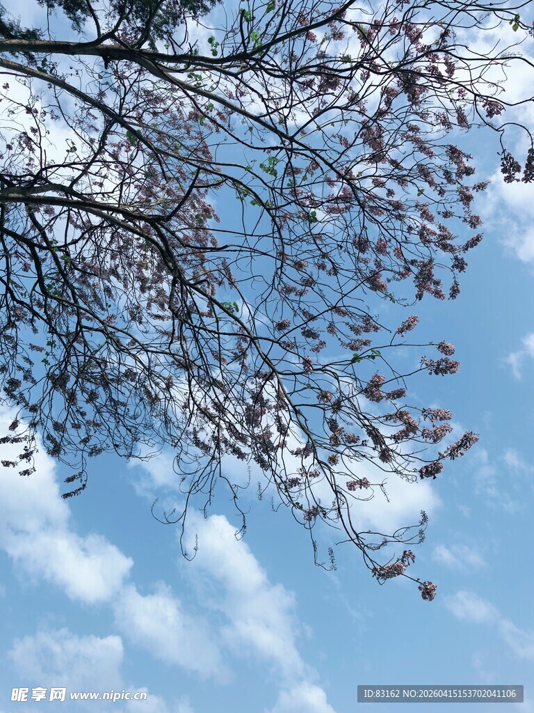 蓝天树枝与飘零枯叶