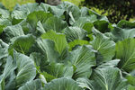 卷心菜 绿叶