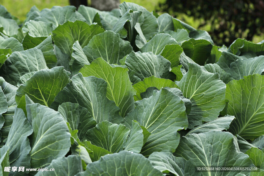 卷心菜 绿叶
