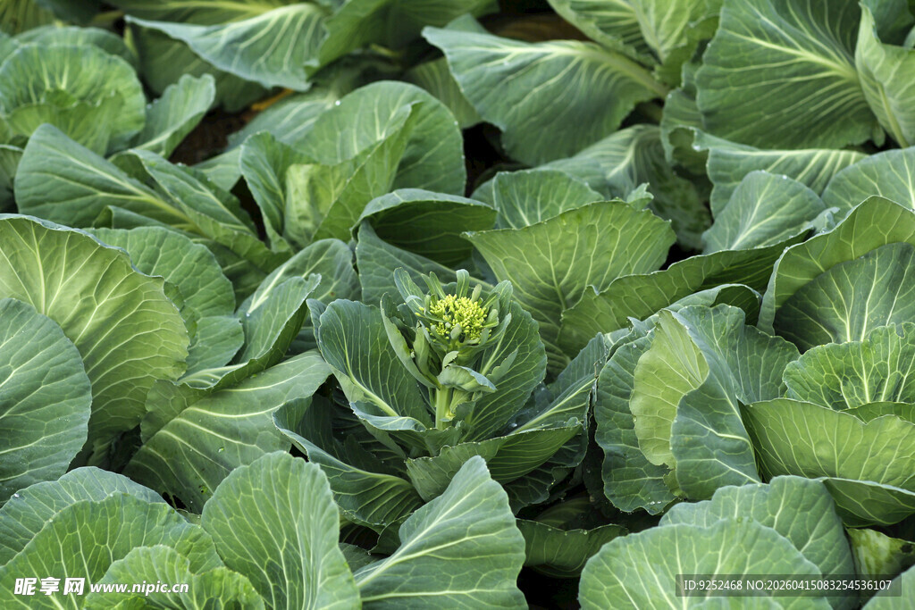 卷心菜 田园