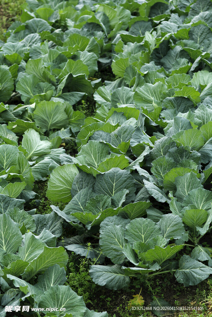 卷心菜 绿叶