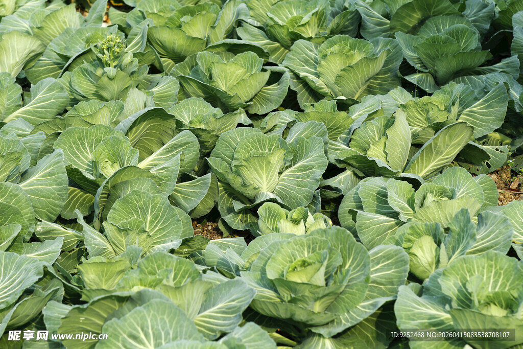 卷心菜 农田