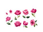 水彩玫瑰素材