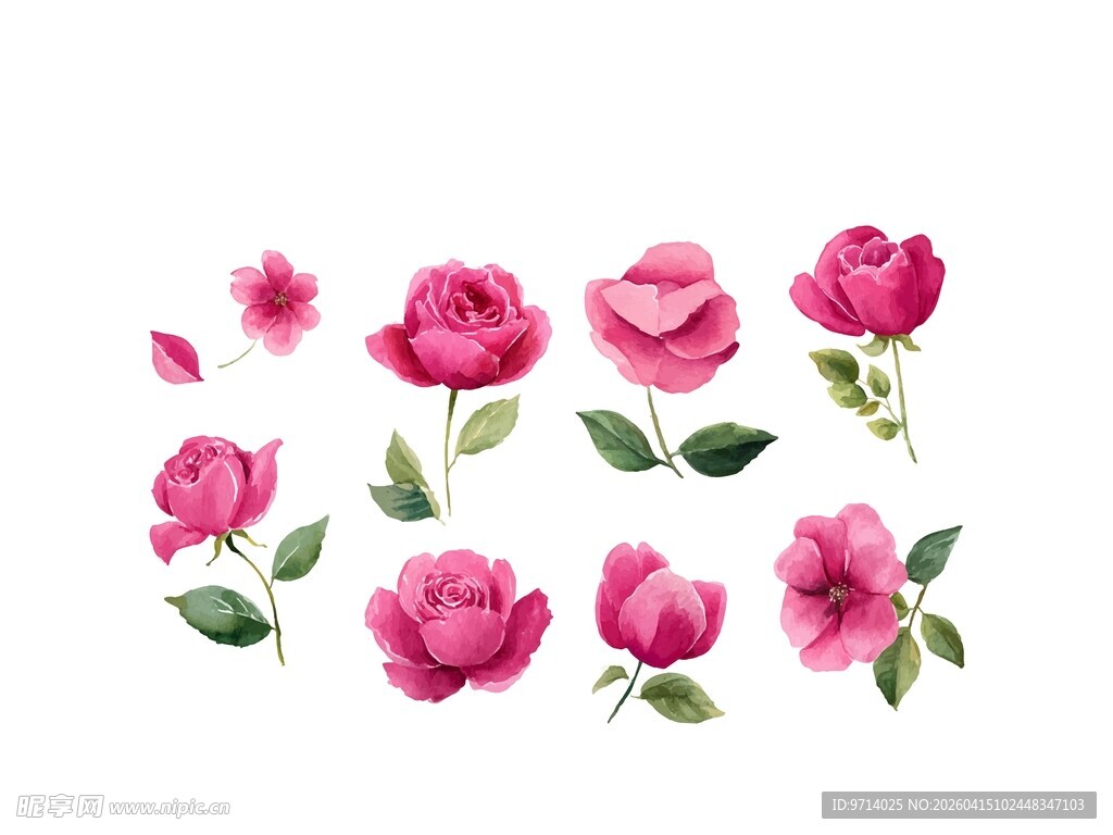 水彩玫瑰素材