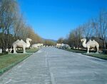 道路旁的骆驼雕塑景观
