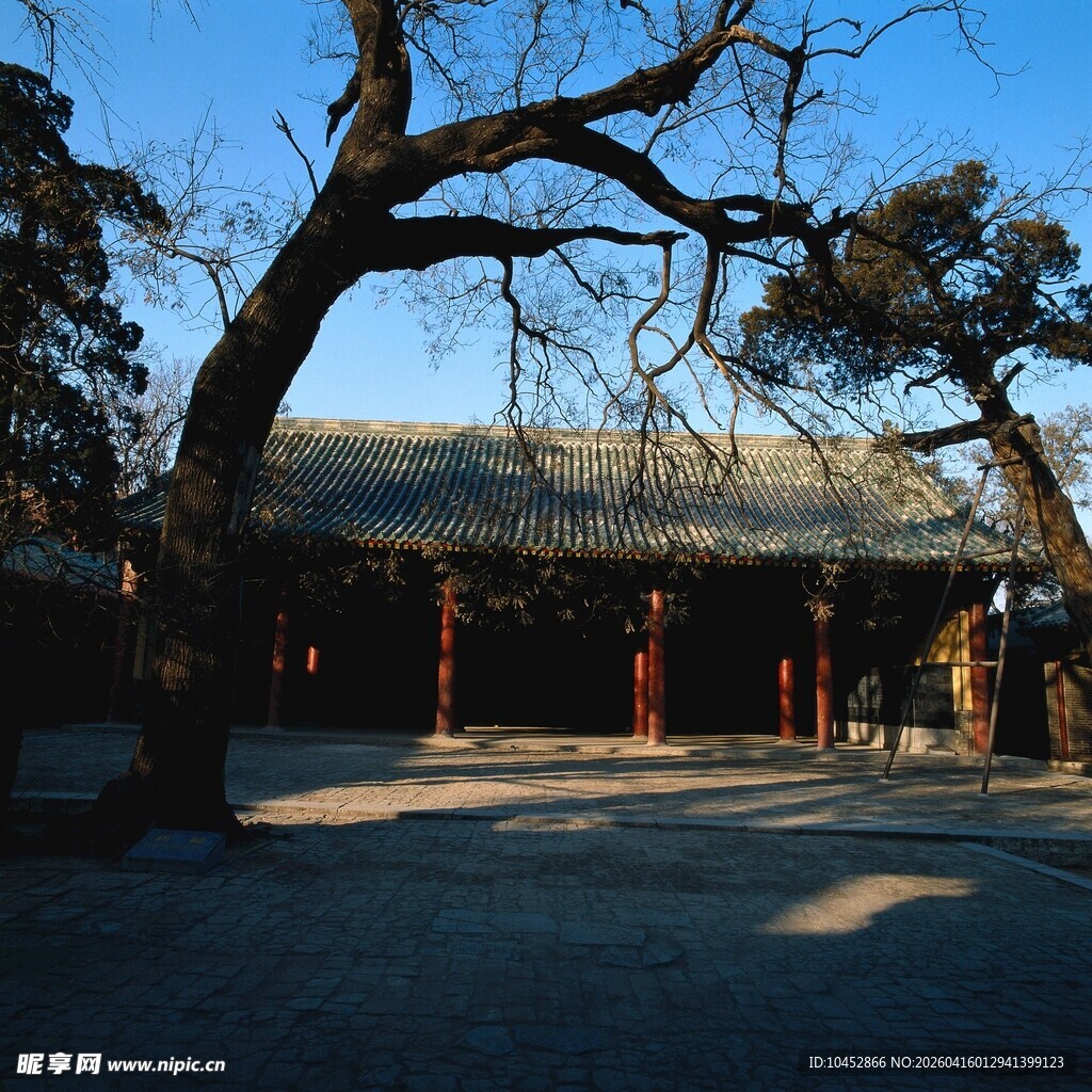 古树下的中式传统建筑