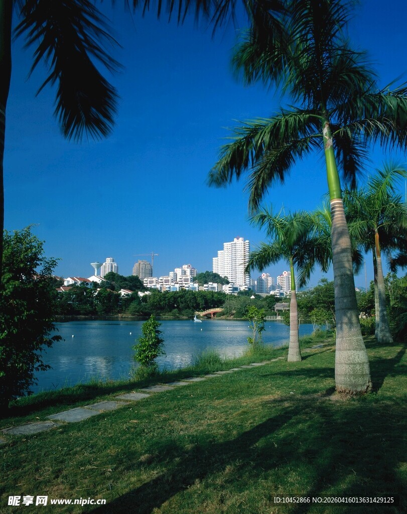 湖畔椰林景