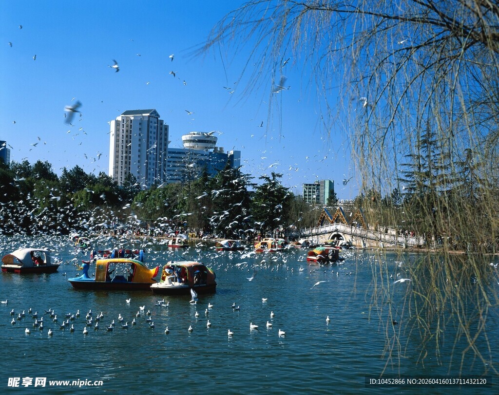 湖畔游船飞鸟共赏美景