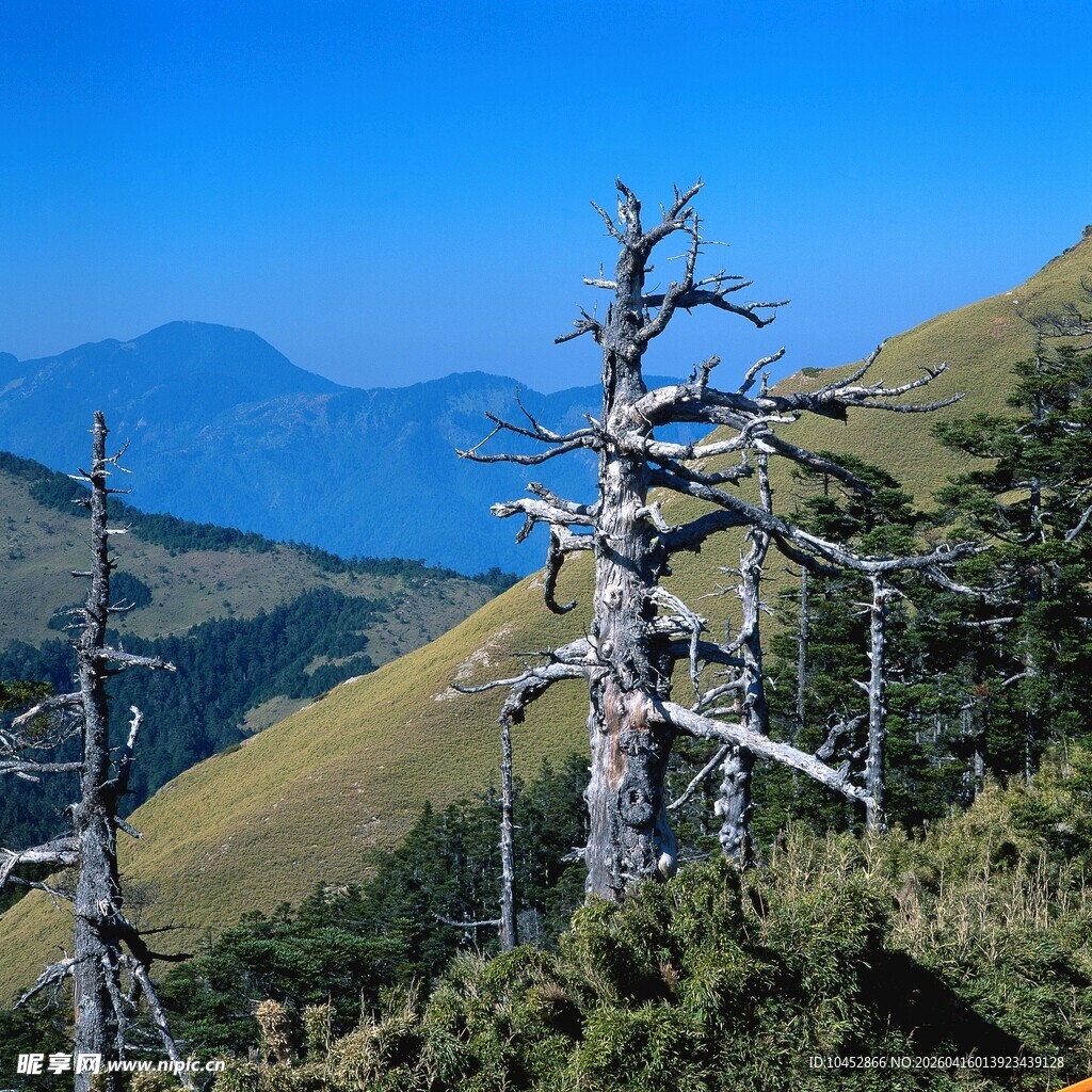 高山枯树与葱郁植被景观