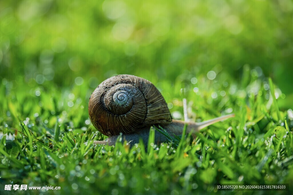 草地上的小蜗牛