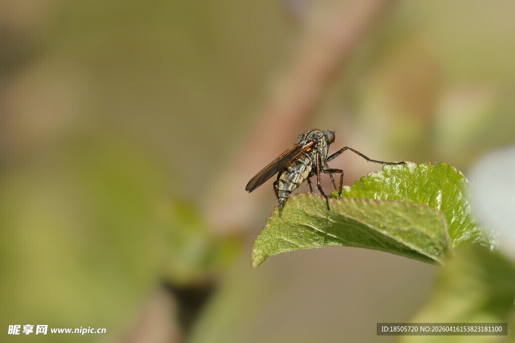 绿叶上停歇的小昆虫