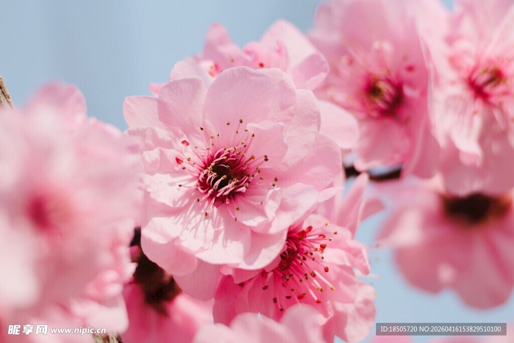 枝头粉桃蜜蜂忙