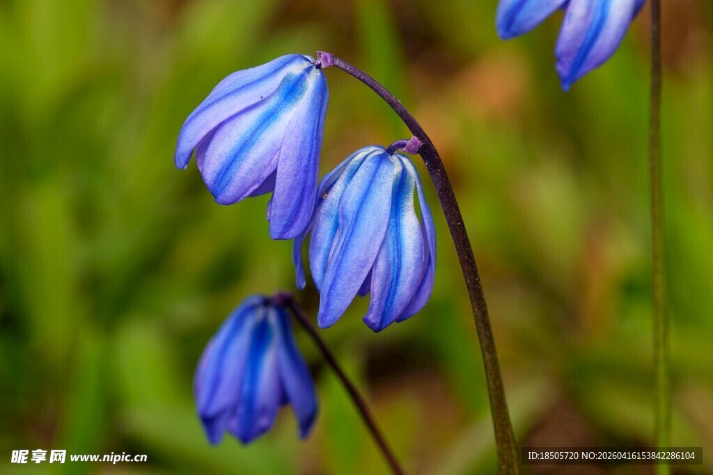 蓝铃花绽放于绿意间