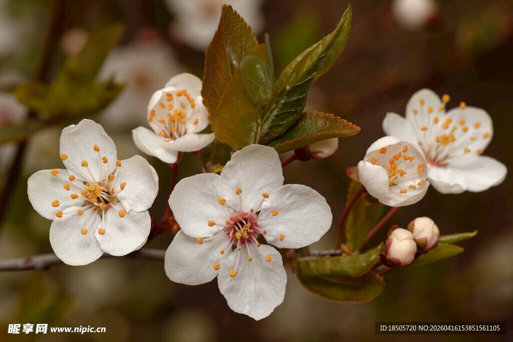 枝头绽放的洁白花朵