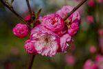 娇艳绽放的粉色梅花