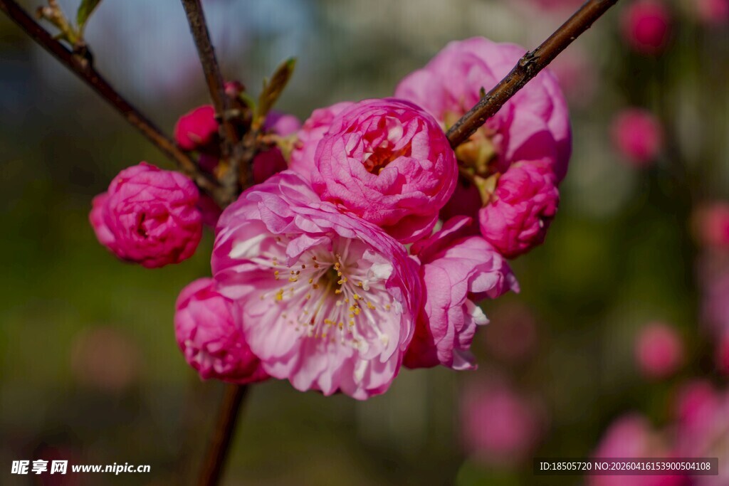 娇艳绽放的粉色梅花