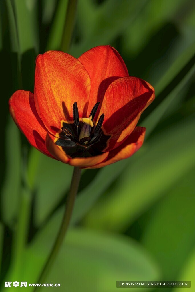 娇艳红郁金香特写