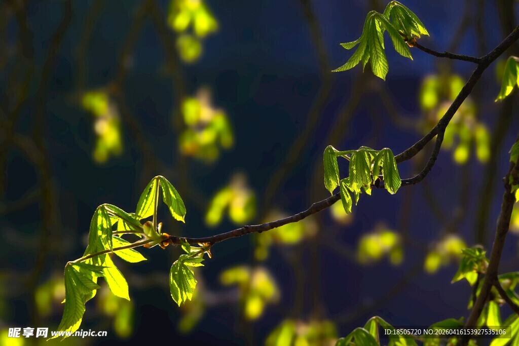 嫩绿新叶的枝头美景