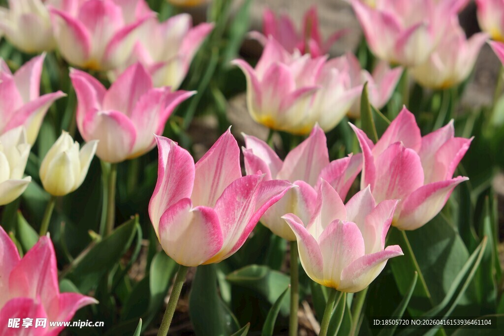 粉色郁金香绽放美景