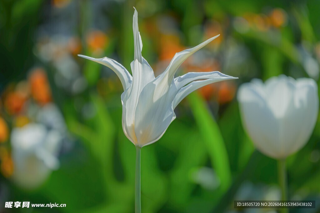 白色花朵绽放于绿意间