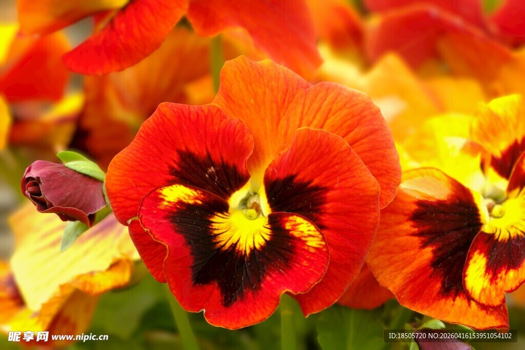 三色堇绽放的绚丽之美