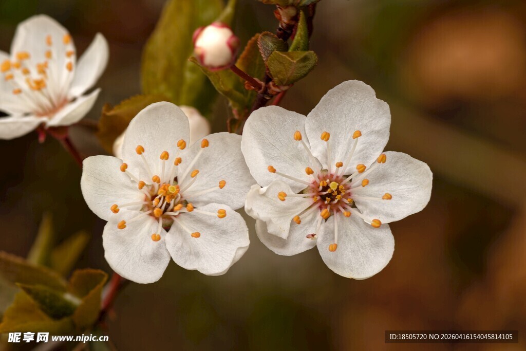 洁白李花绽放枝头