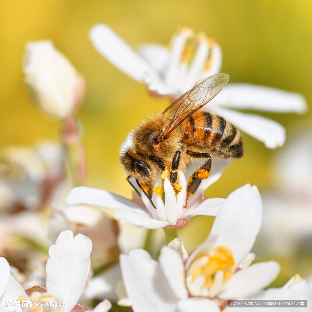 蜜蜂采蜜于白色小花间